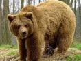 /album/zvierata/medved-jpg/